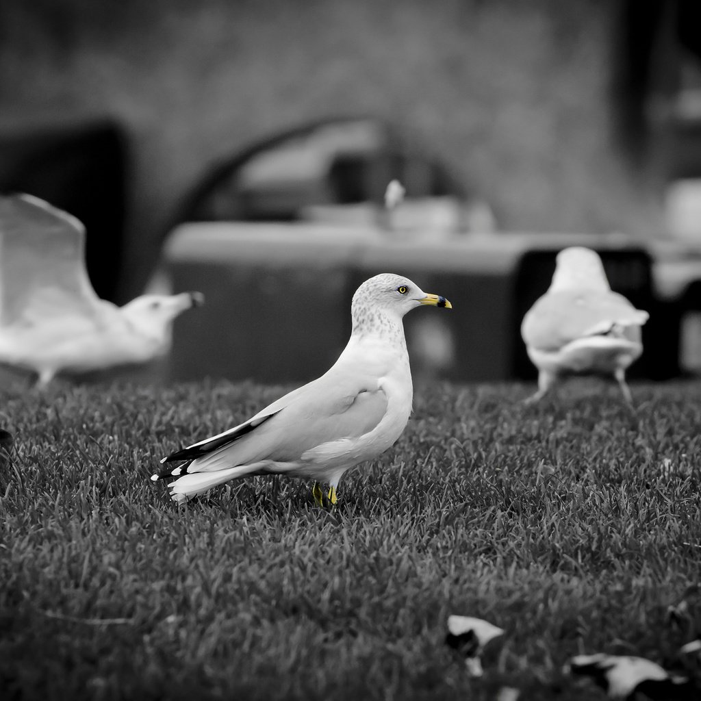 Обои клюв, чб, чайки, beak, bw, seagulls разрешение 2560x1600 Загрузить