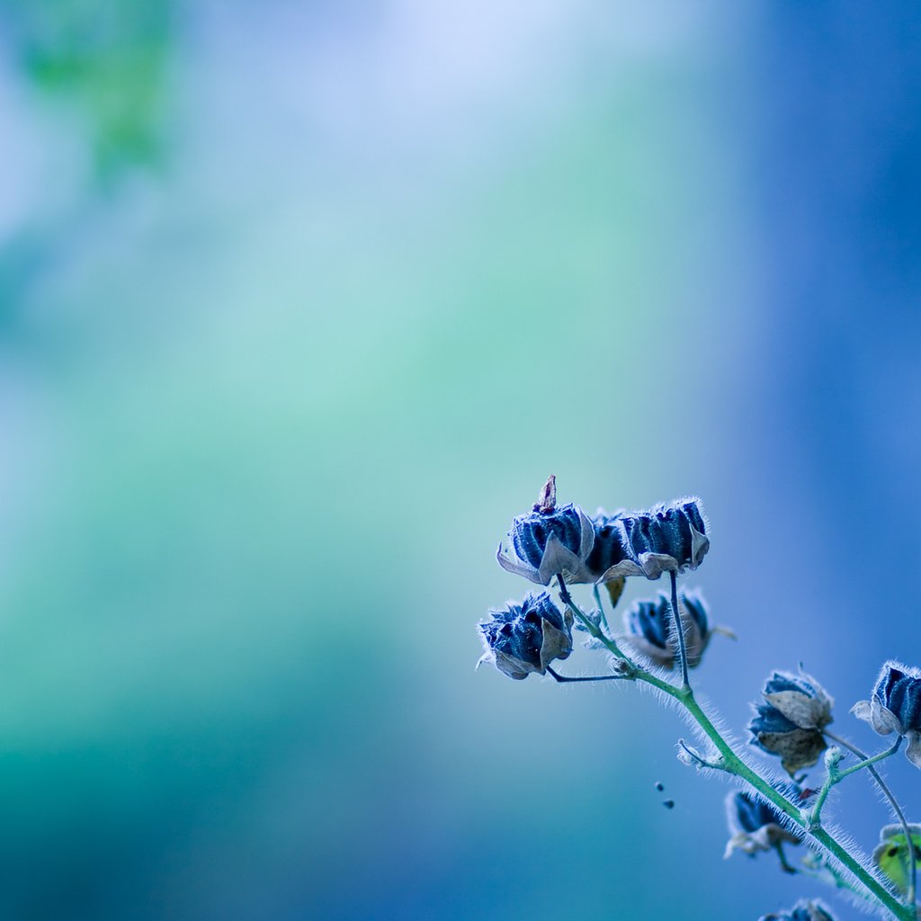 Обои цветок, голубой, голубая, етекстура, колокольчик, цветком, flower, blue, texture, bell разрешение 1920x1200 Загрузить