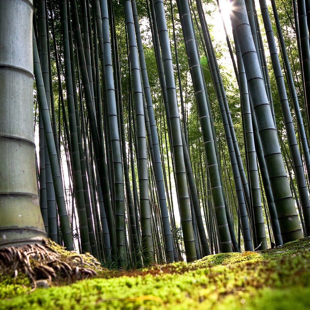 Обои япония, киото, бамбук, japan, kyoto, bamboo разрешение 2560x1600 Загрузить