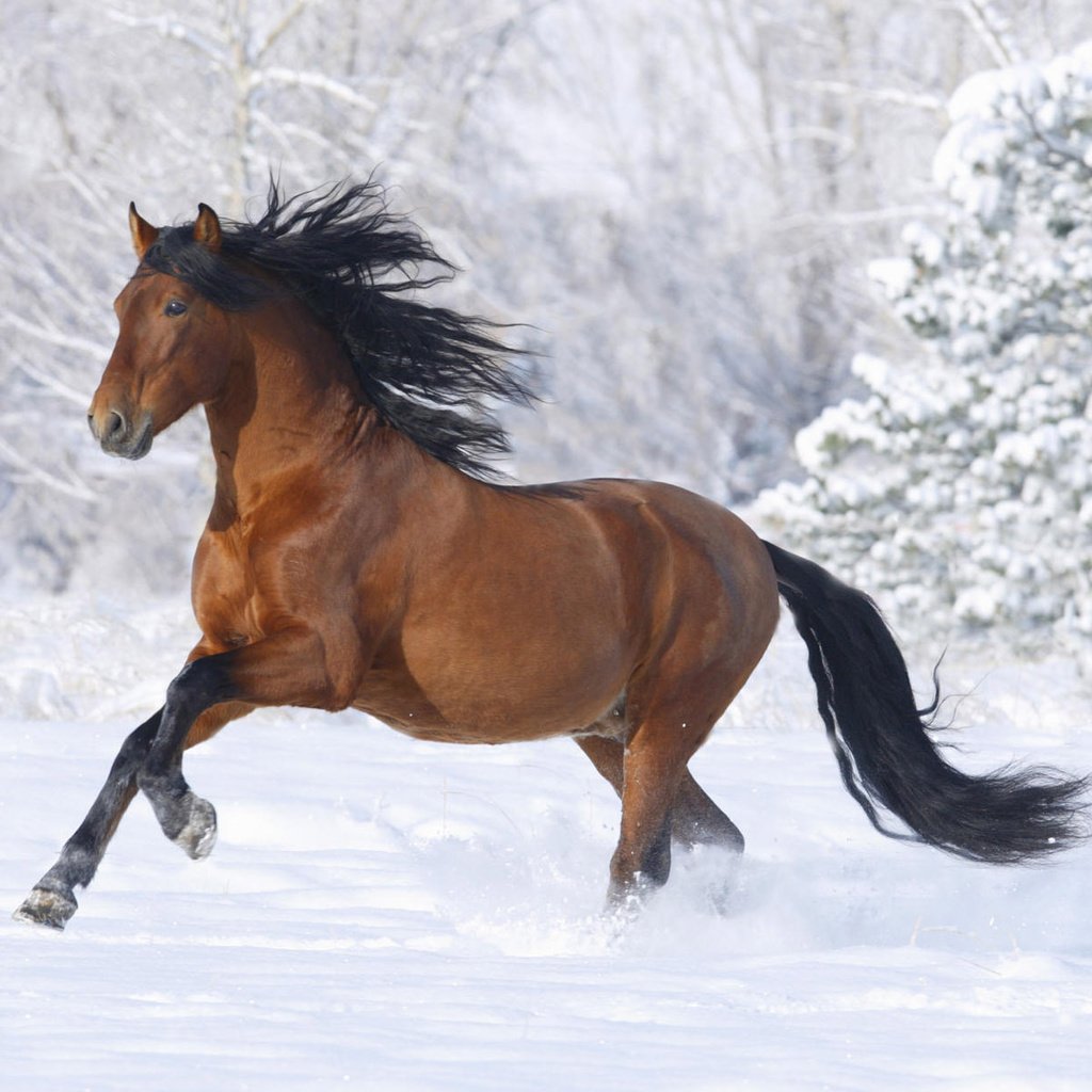 Обои лошадь, снег, зима, horse, snow, winter разрешение 1920x1200 Загрузить