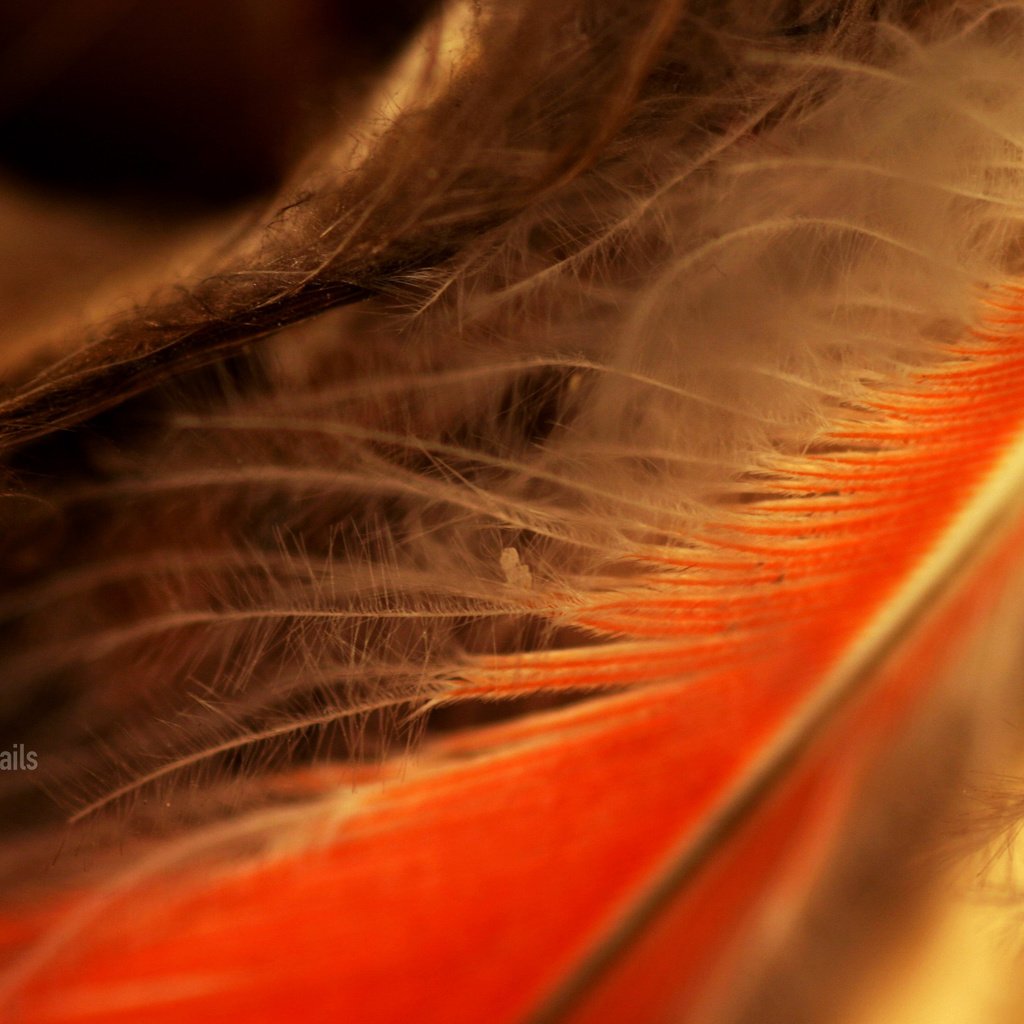 Обои перья, nine inch nails, перо, крупным планом, перышко, feathers, pen, closeup, a feather разрешение 2400x1800 Загрузить