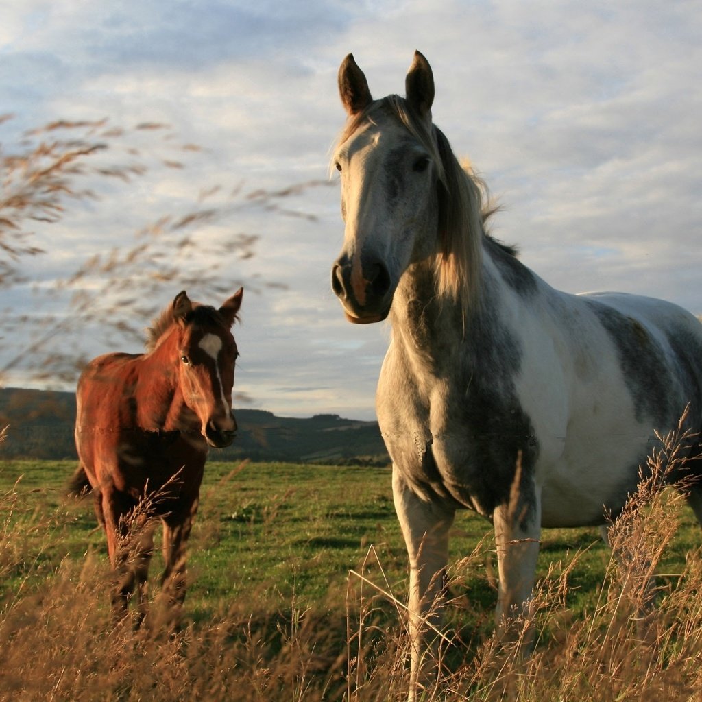 Обои природа, поле, лошади, кони, порода, окрас, nature, field, horse, horses, breed, color разрешение 2560x1579 Загрузить