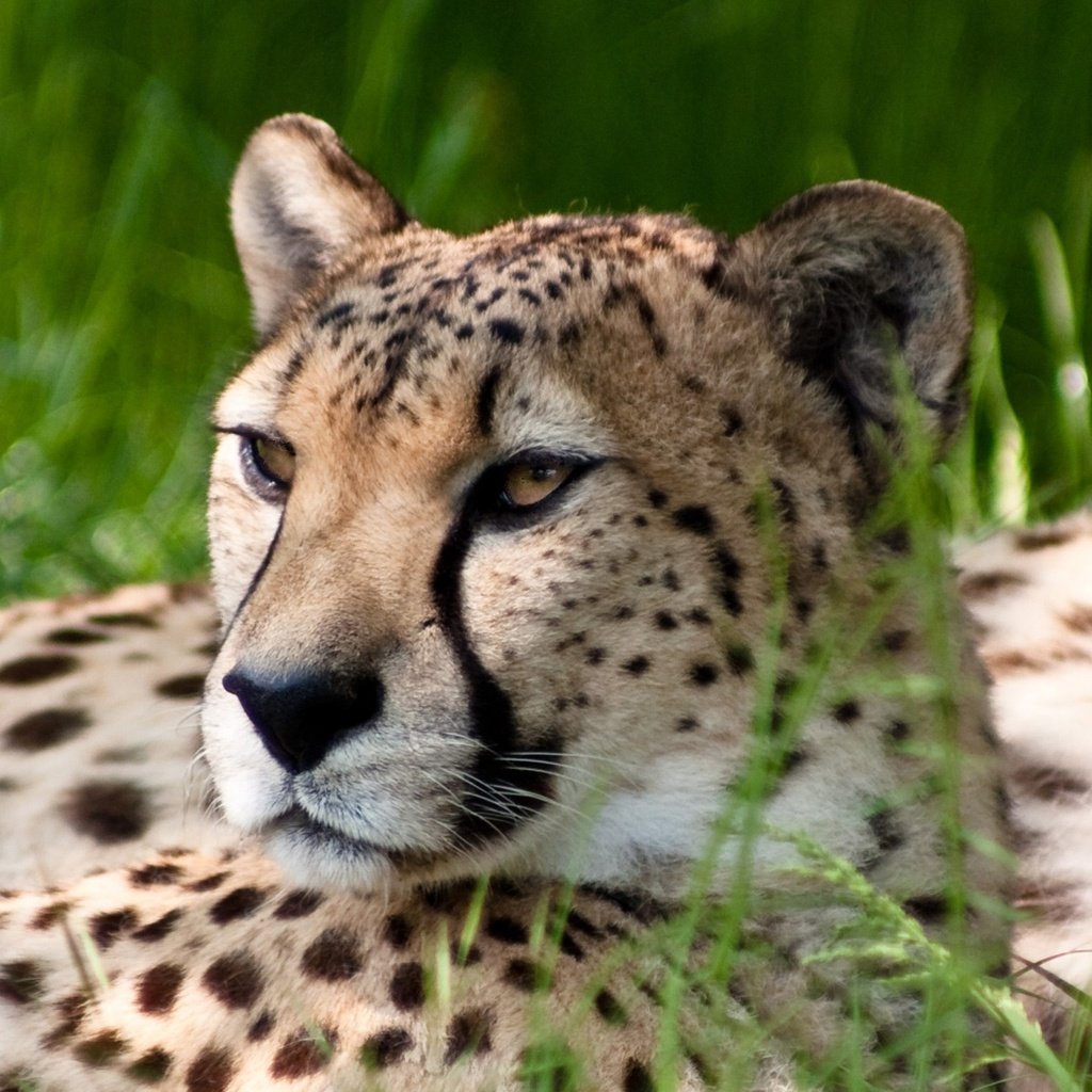 Обои природа, обои, взгляд, леопард, гепард, nature, wallpaper, look, leopard, cheetah разрешение 3200x1200 Загрузить