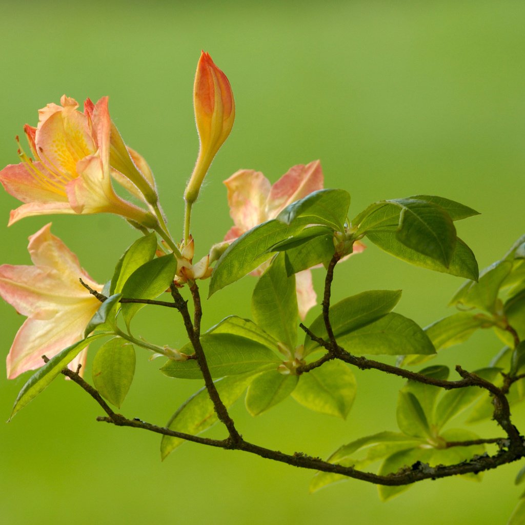 Обои ветка, листья, зелёный, цветок, ветки, размытость, branch, leaves, green, flower, branches, blur разрешение 1920x1200 Загрузить