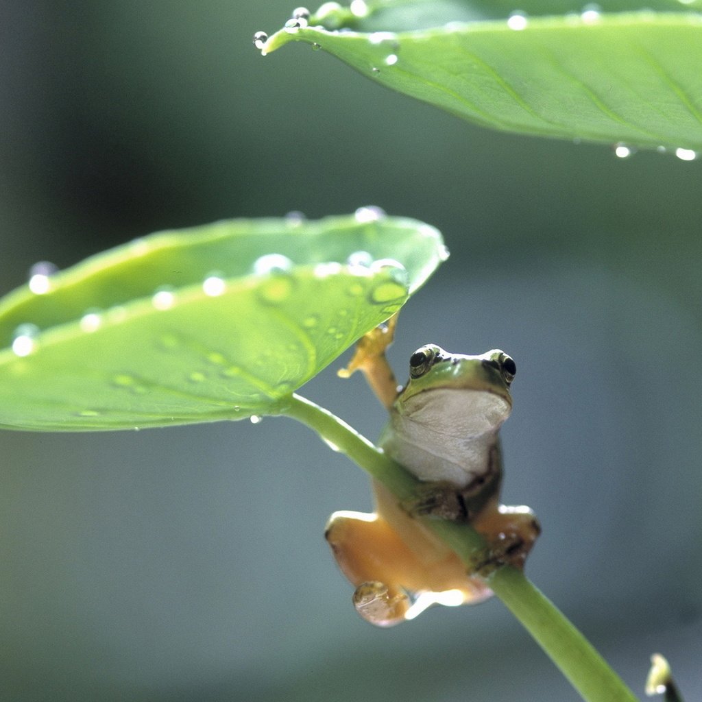 Обои листья, лягушка, лягуха, leaves, frog разрешение 1920x1200 Загрузить