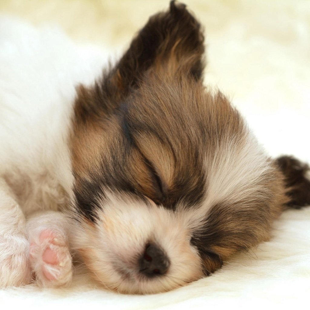 Обои белый, собака, спит, щенок, папильон, white, dog, sleeping, puppy, papillon разрешение 1920x1200 Загрузить