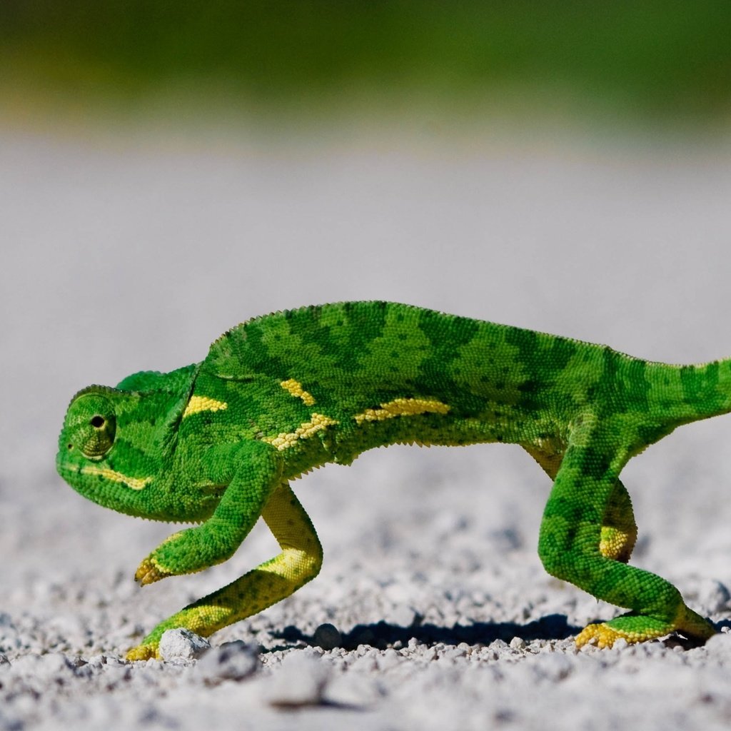 Обои зелёный, хамелеон, чешуя, green, chameleon, scales разрешение 2560x1600 Загрузить