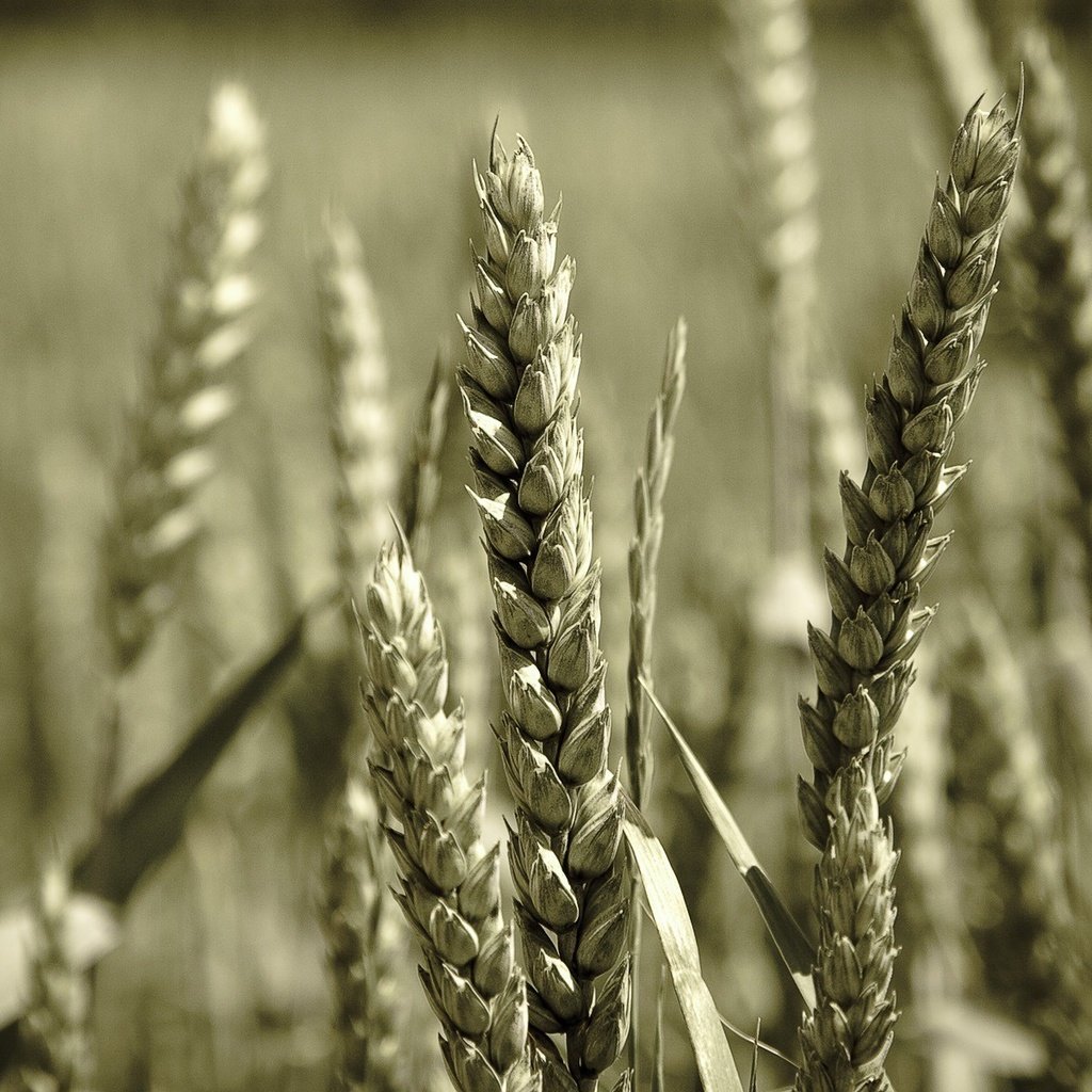Обои макро, пшеница, зерно, macro, wheat, grain разрешение 1920x1200 Загрузить