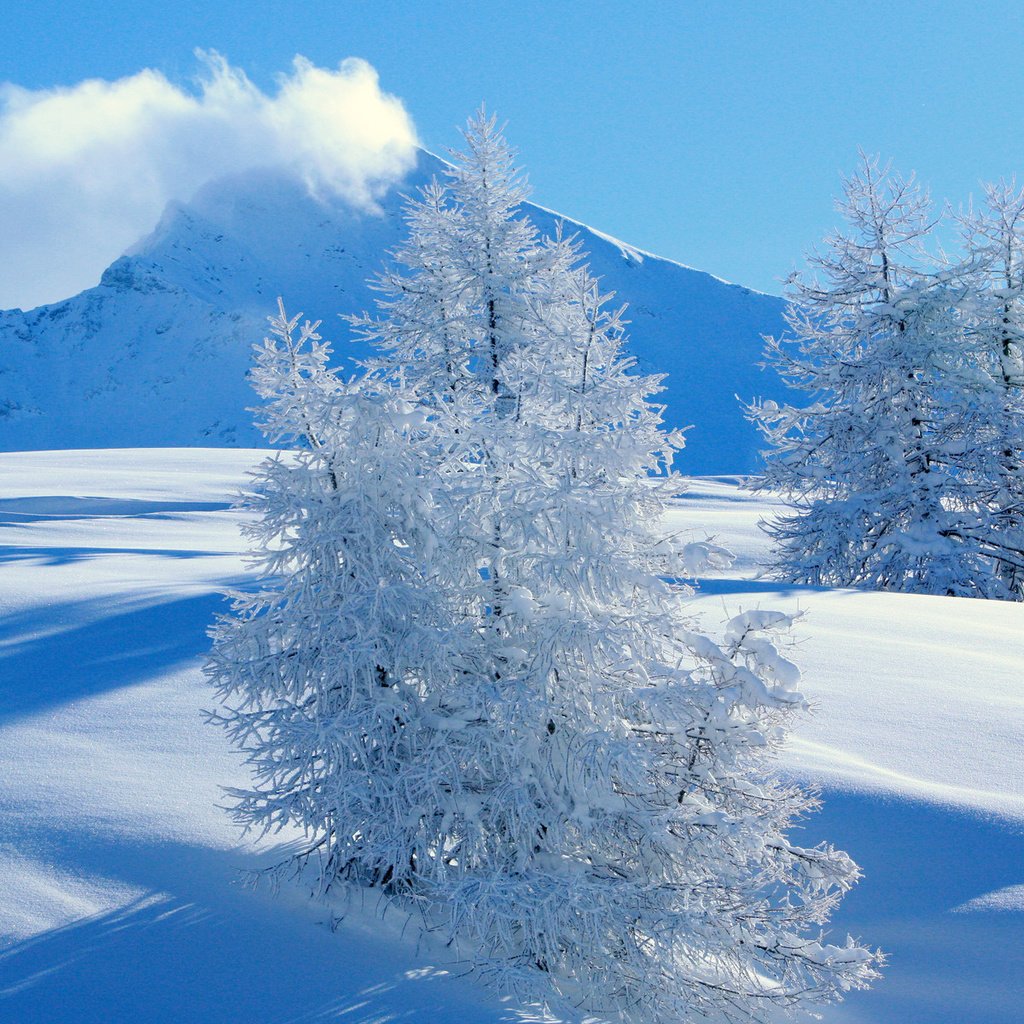 Обои горы, снег, ель, mountains, snow, spruce разрешение 1920x1200 Загрузить