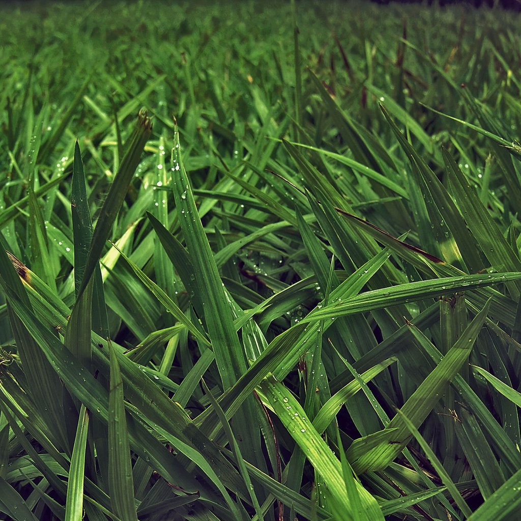 Обои трава, природа, зелень, листья, фото, стебли, макро обои, grass, nature, greens, leaves, photo, stems, macro wallpaper разрешение 1920x1200 Загрузить