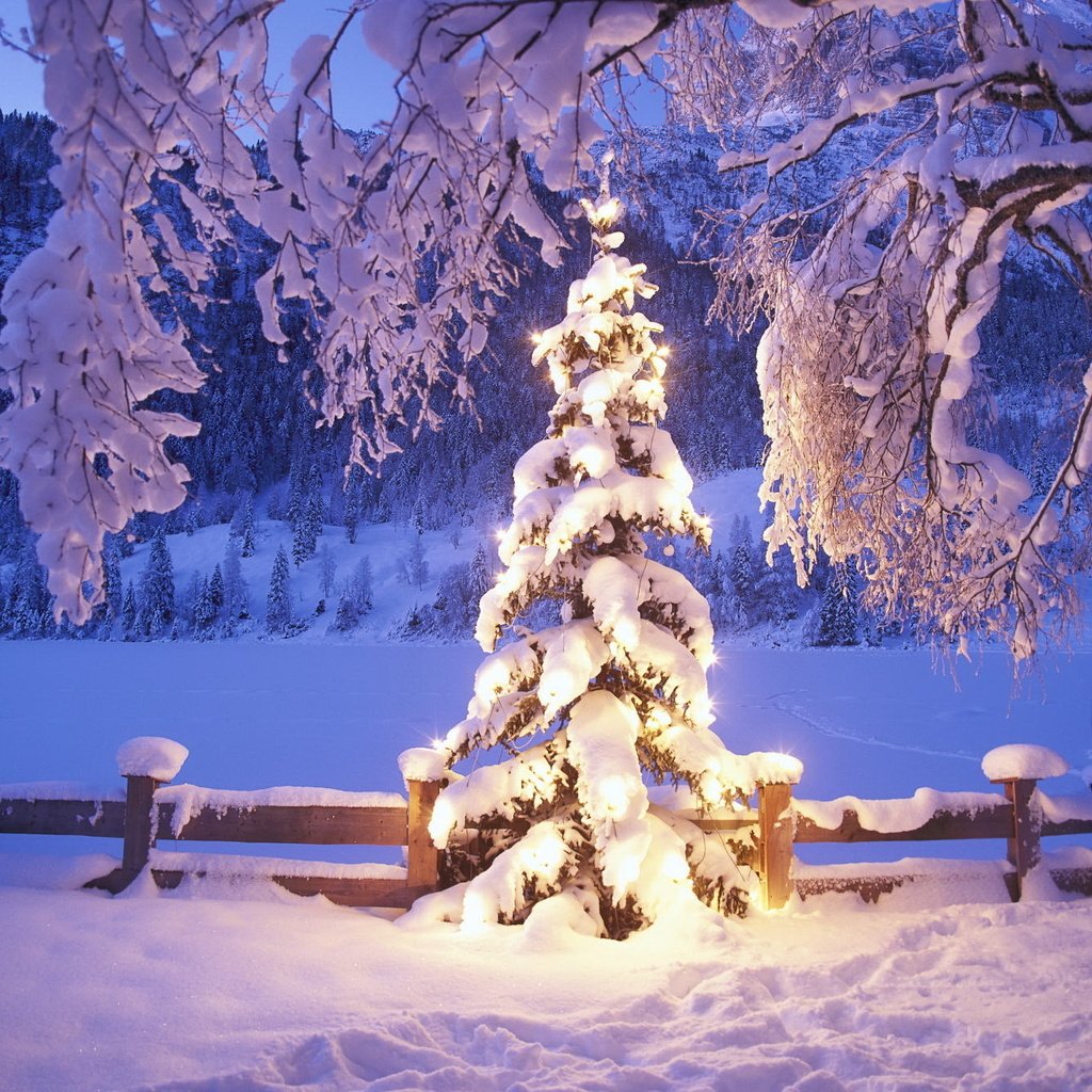 Обои огни, снег, елка, зима, lights, snow, tree, winter разрешение 1992x1333 Загрузить