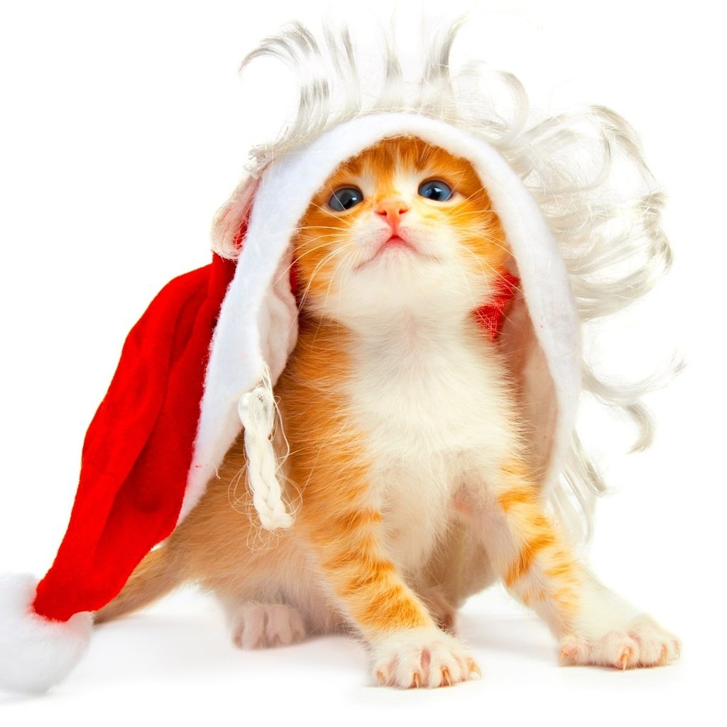 Обои новый год, котенок, белый фон, new year, kitty, white background разрешение 1920x1200 Загрузить