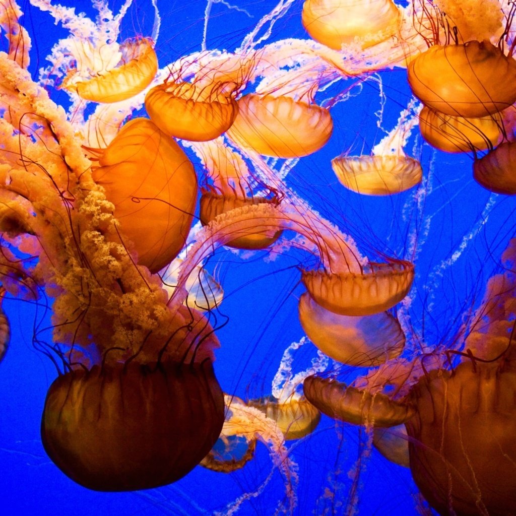 Обои мир, медузы, подводный, the world, jellyfish, underwater разрешение 1920x1200 Загрузить