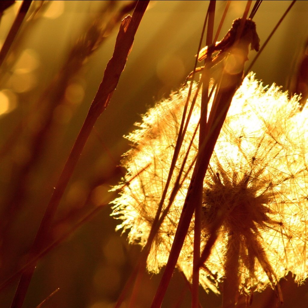 Обои трава, одуванчик, семена, пух, пушинки, былинки, grass, dandelion, seeds, fluff, fuzzes, blade разрешение 1920x1440 Загрузить