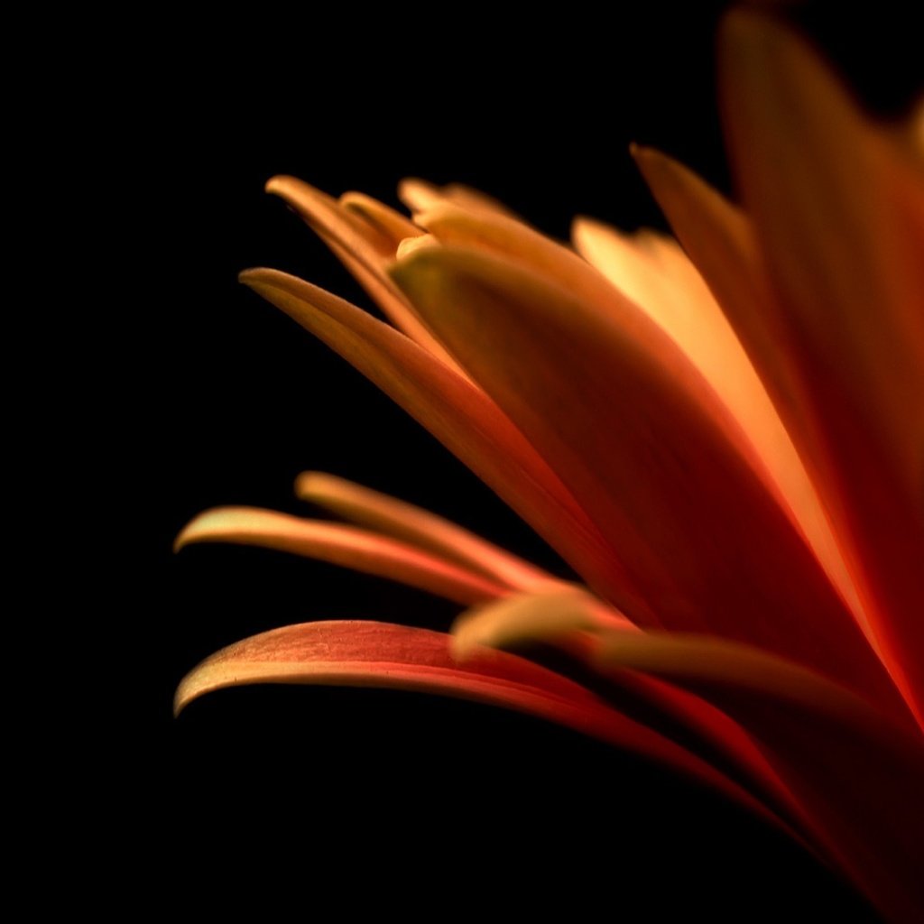 Обои цветок, лепестки, оранжевый, flower, petals, orange разрешение 2560x1600 Загрузить