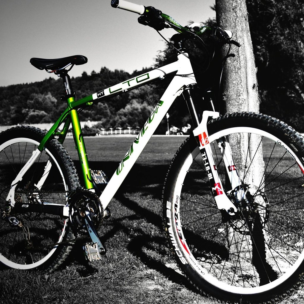 Обои дерево, велосипед, черно-белый фон, tree, bike, black-and-white background разрешение 2560x1600 Загрузить