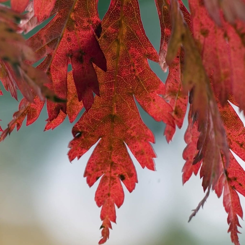 Обои природа, дерево, листья, макро, фото, осень, nature, tree, leaves, macro, photo, autumn разрешение 1920x1200 Загрузить