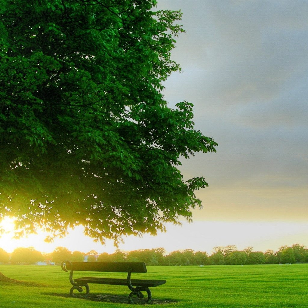 Обои трава, дерево, скамья, гозон, grass, tree, bench, gozon разрешение 1920x1080 Загрузить