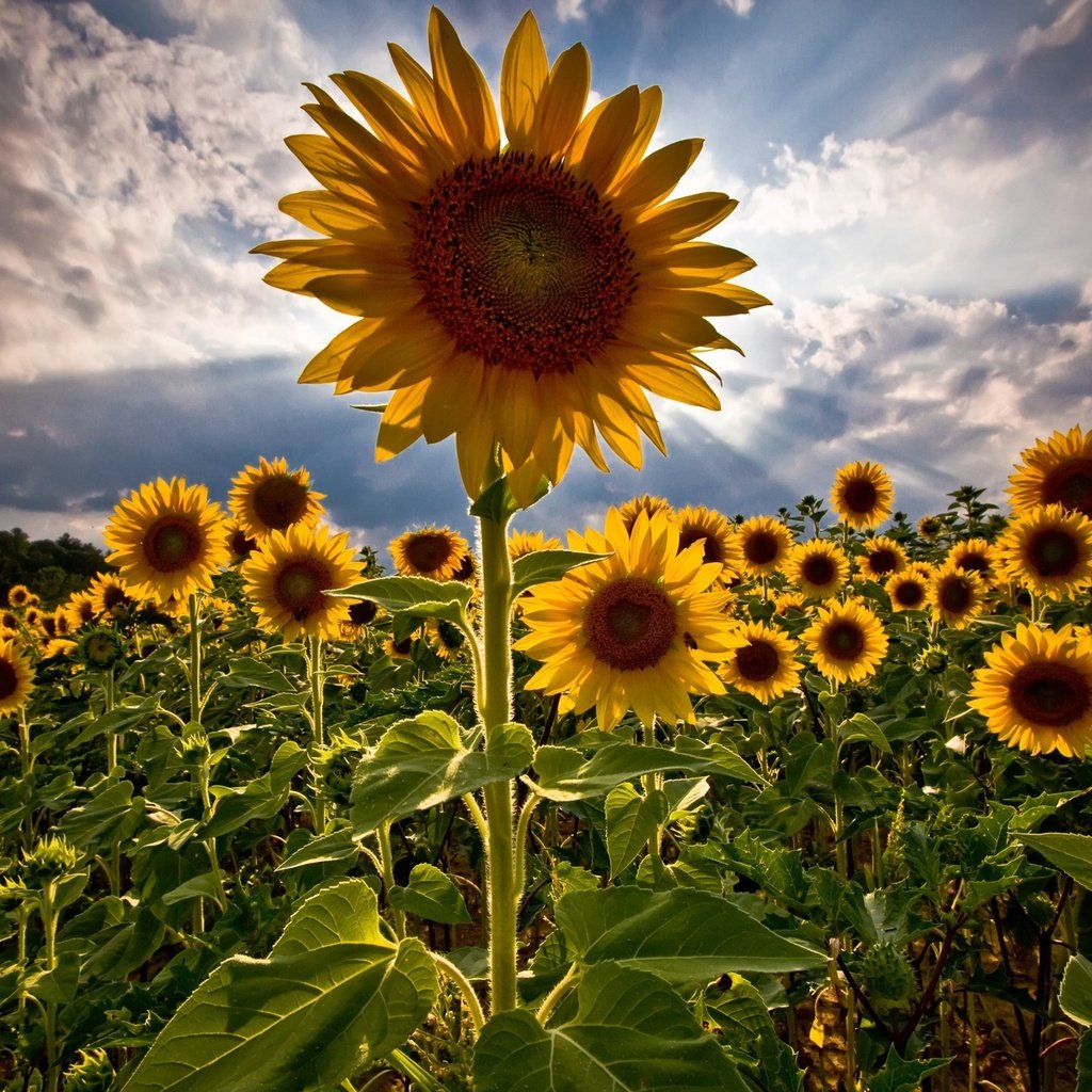 Обои поле, лето, подсолнухи, field, summer, sunflowers разрешение 2560x1600 Загрузить