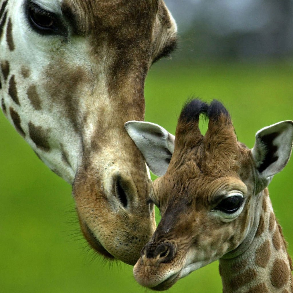 Обои любовь, нежность, мама, забота, малыш, жираф, love, tenderness, mom, care, baby, giraffe разрешение 1920x1080 Загрузить