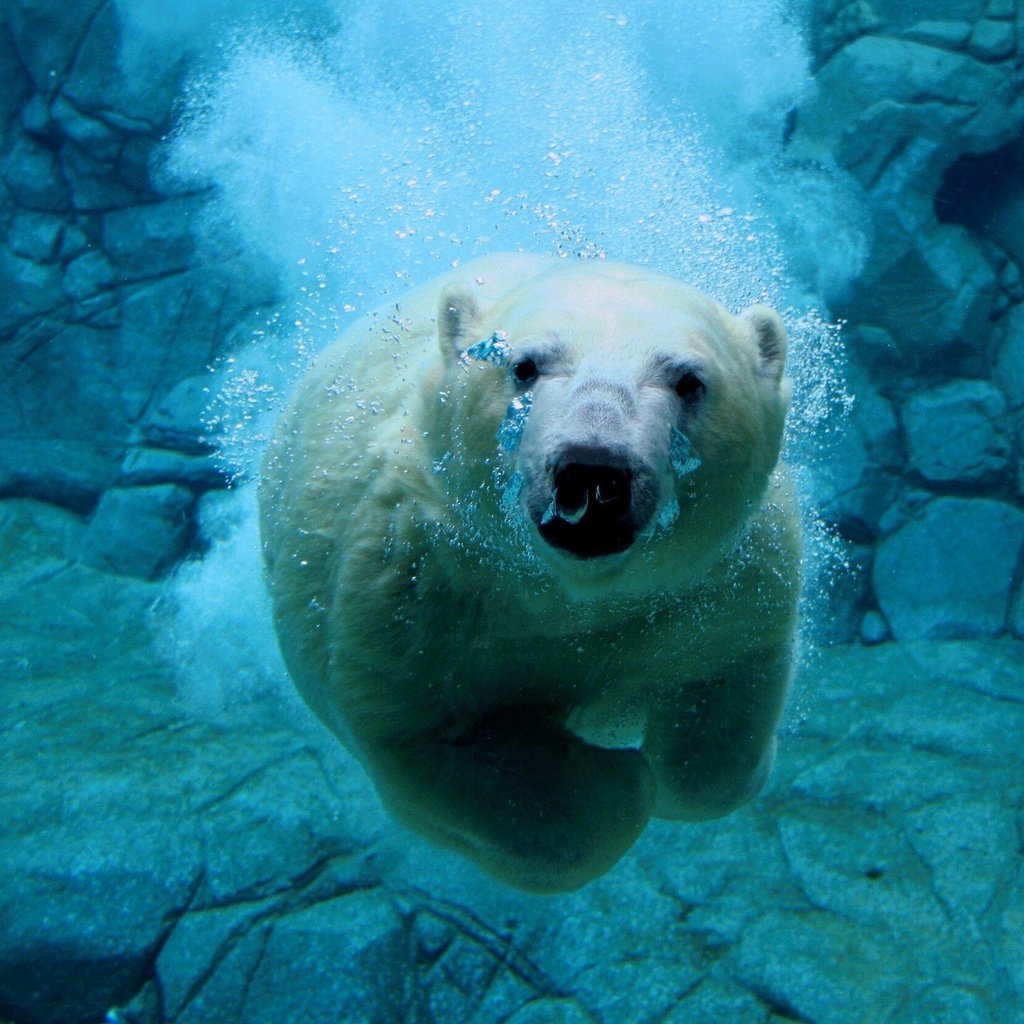 Обои вода, белый медведь, медведь под водой, water, polar bear, bear under water разрешение 1920x1440 Загрузить