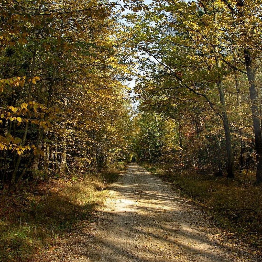 Обои дорога, солнце, лес, лучи, осень, грунтовая, road, the sun, forest, rays, autumn разрешение 1920x1080 Загрузить