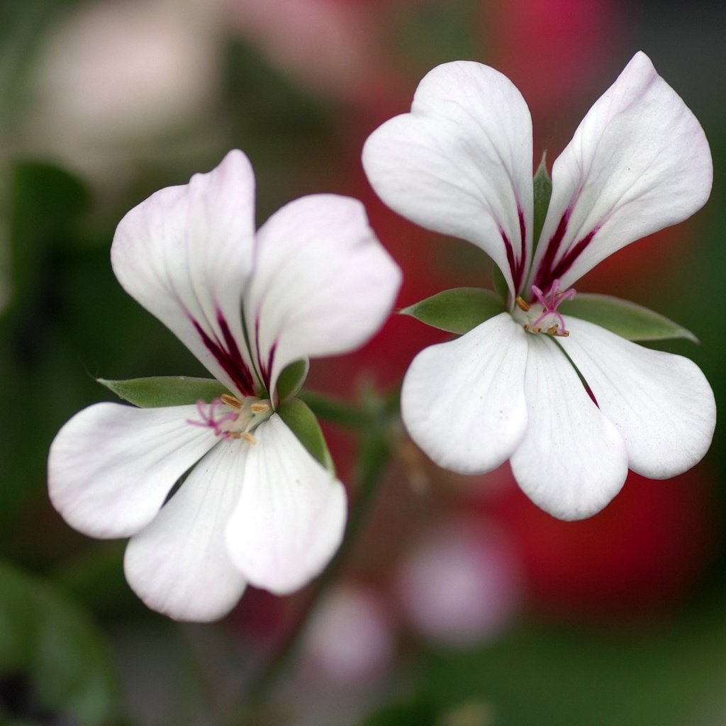 Обои цветы, лепестки, белые, герань, flowers, petals, white, geranium разрешение 1920x1200 Загрузить