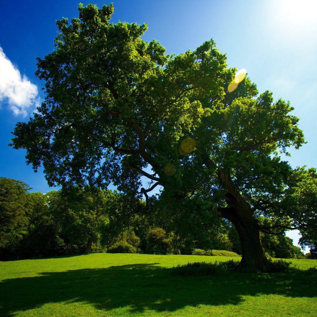 Обои небо, трава, солнце, дерево, лето, тень, красиво, the sky, grass, the sun, tree, summer, shadow, beautiful разрешение 2559x1600 Загрузить