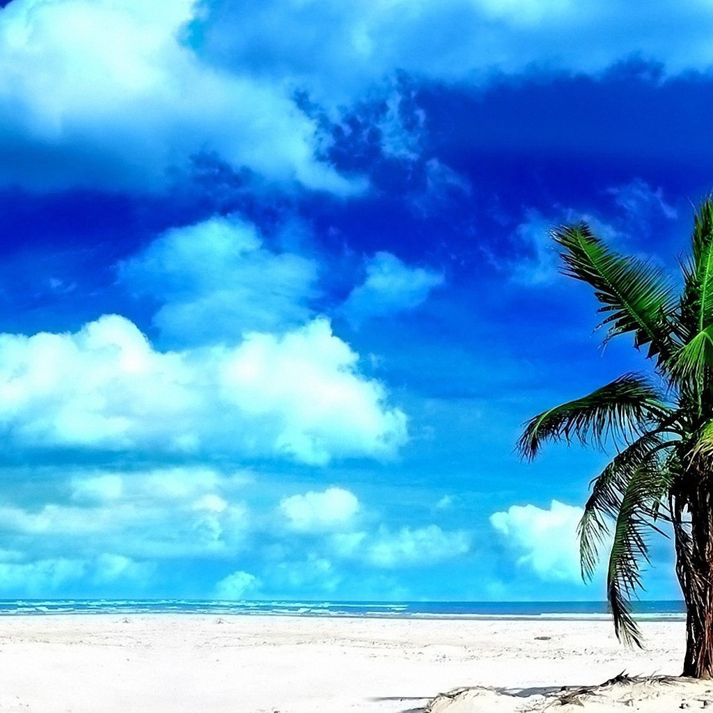 Обои небо, облака, песок, пляж, голубой, пальма, the sky, clouds, sand, beach, blue, palma разрешение 1920x1080 Загрузить