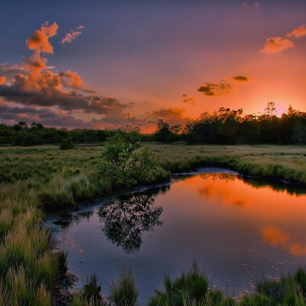 Обои трава, вода, природа, дерево, закат, отражение, лужа, grass, water, nature, tree, sunset, reflection, puddle разрешение 1920x1200 Загрузить