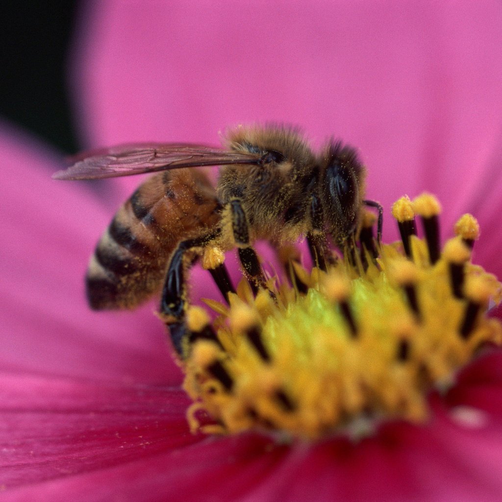 Обои цветок, лепестки, насекомые, пчела, пыльца, flower, petals, insects, bee, pollen разрешение 2560x1920 Загрузить