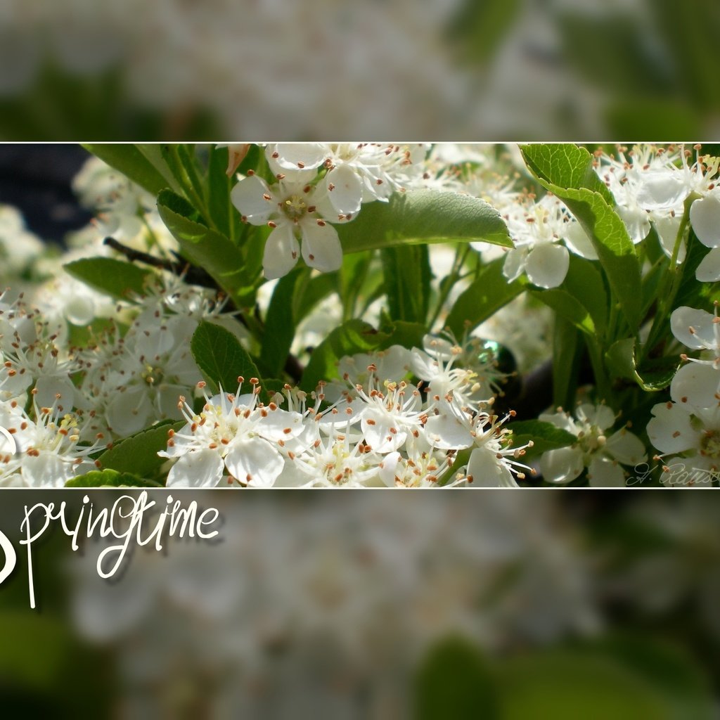 Обои цветение, весна, белые цветы, flowering, spring, white flowers разрешение 2560x1600 Загрузить