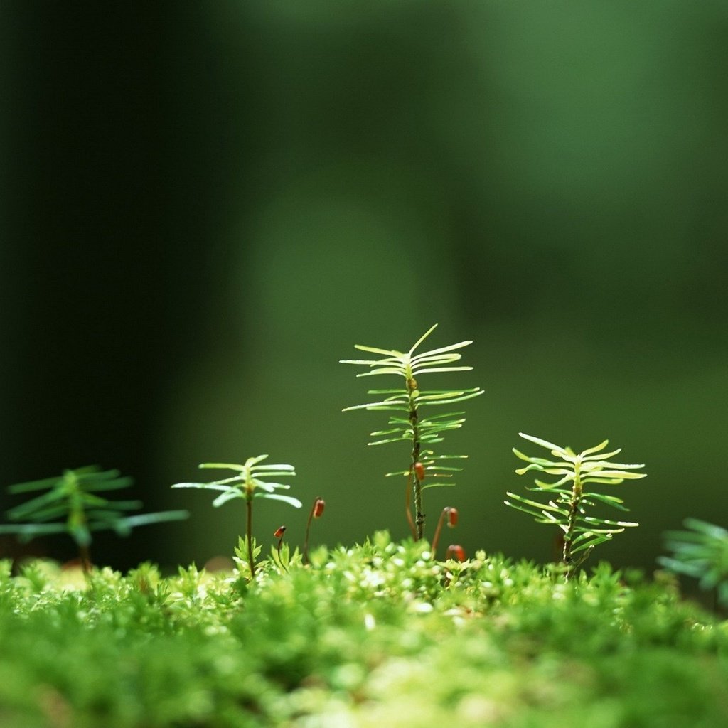 Обои трава, растения, макро, размытость, мох, росток, grass, plants, macro, blur, moss, rostock разрешение 1920x1200 Загрузить