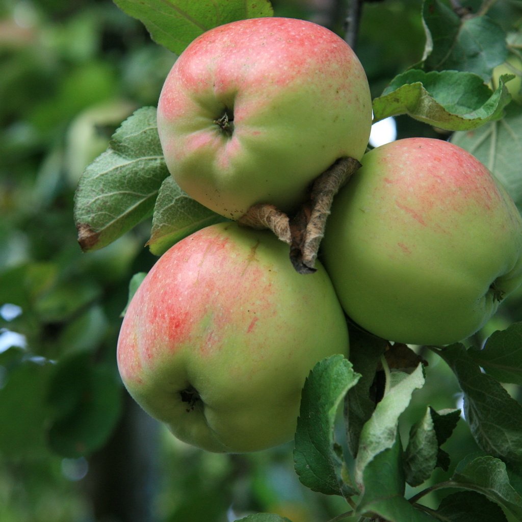 Обои фрукты, яблоки, сад, урожай, яблоня, fruit, apples, garden, harvest, apple разрешение 1920x1280 Загрузить