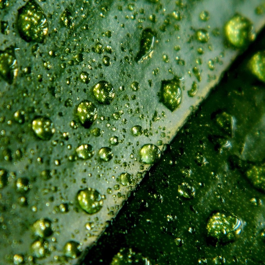 Обои зелёный, макро, капли, лист, green, macro, drops, sheet разрешение 1920x1080 Загрузить