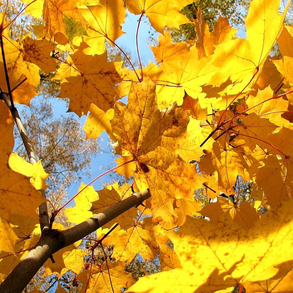 Обои дерево, листья, осень, клен, желтые, tree, leaves, autumn, maple, yellow разрешение 1920x1200 Загрузить