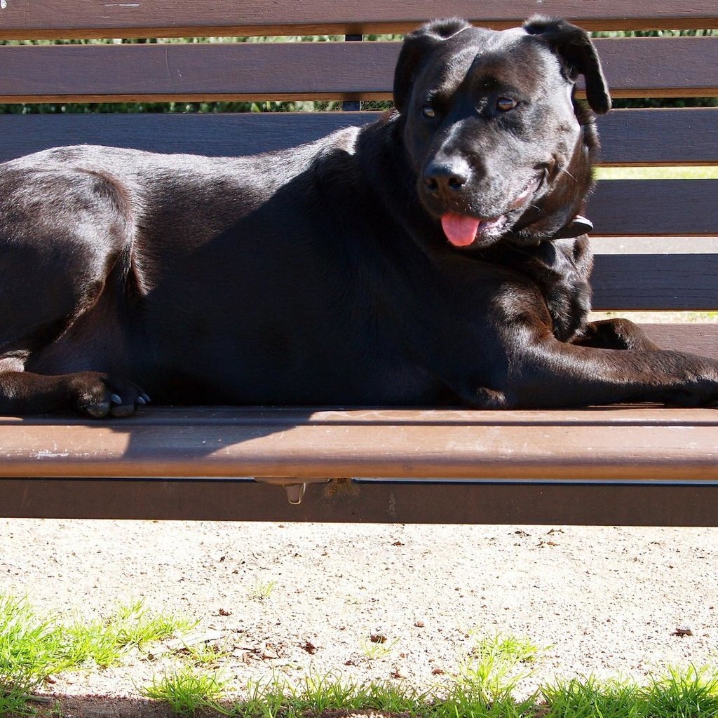 Обои собака, скамейка, черная, кане-корсо, dog, bench, black, cane corso разрешение 1920x1200 Загрузить