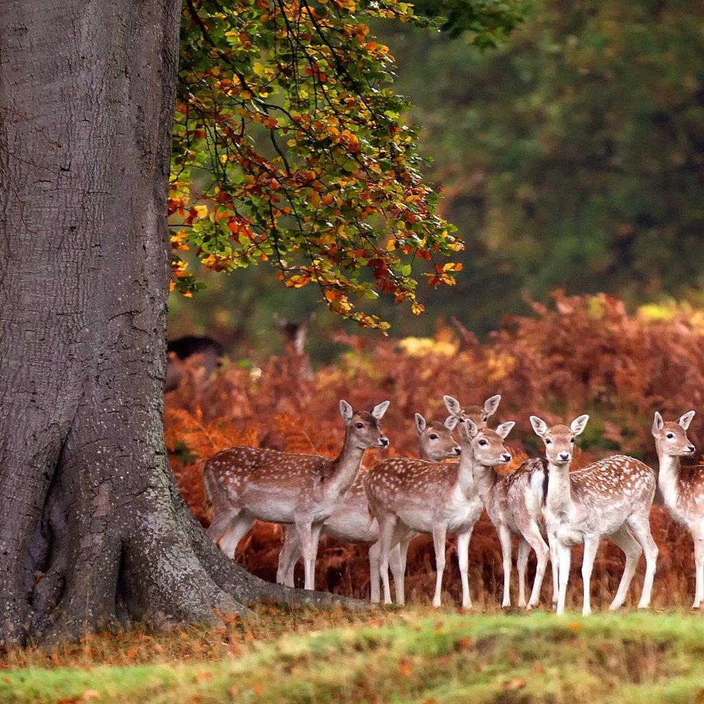 Обои олени, бэмби, deer, bambi разрешение 1920x1200 Загрузить