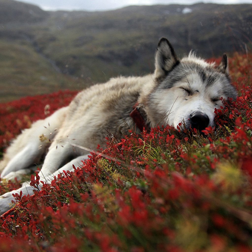 Обои цветы, природа, сон, собака, лежит, весна, хаски, flowers, nature, sleep, dog, lies, spring, husky разрешение 1920x1200 Загрузить