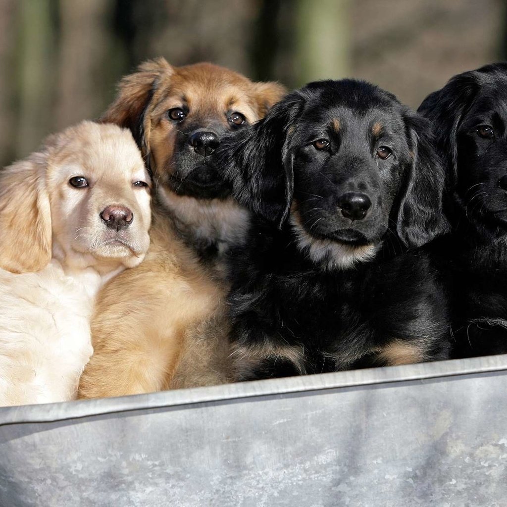 Обои щенки, собаки, телега, ховаварт, говаварт, puppies, dogs, cart, hovawart разрешение 1920x1200 Загрузить