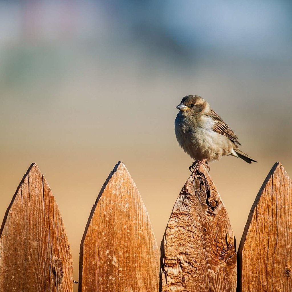 Обои забор, птица, воробей, the fence, bird, sparrow разрешение 1920x1200 Загрузить