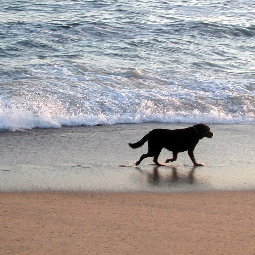 Обои море, песок, пляж, прогулка, собака., sea, sand, beach, walk, dog. разрешение 1920x1200 Загрузить