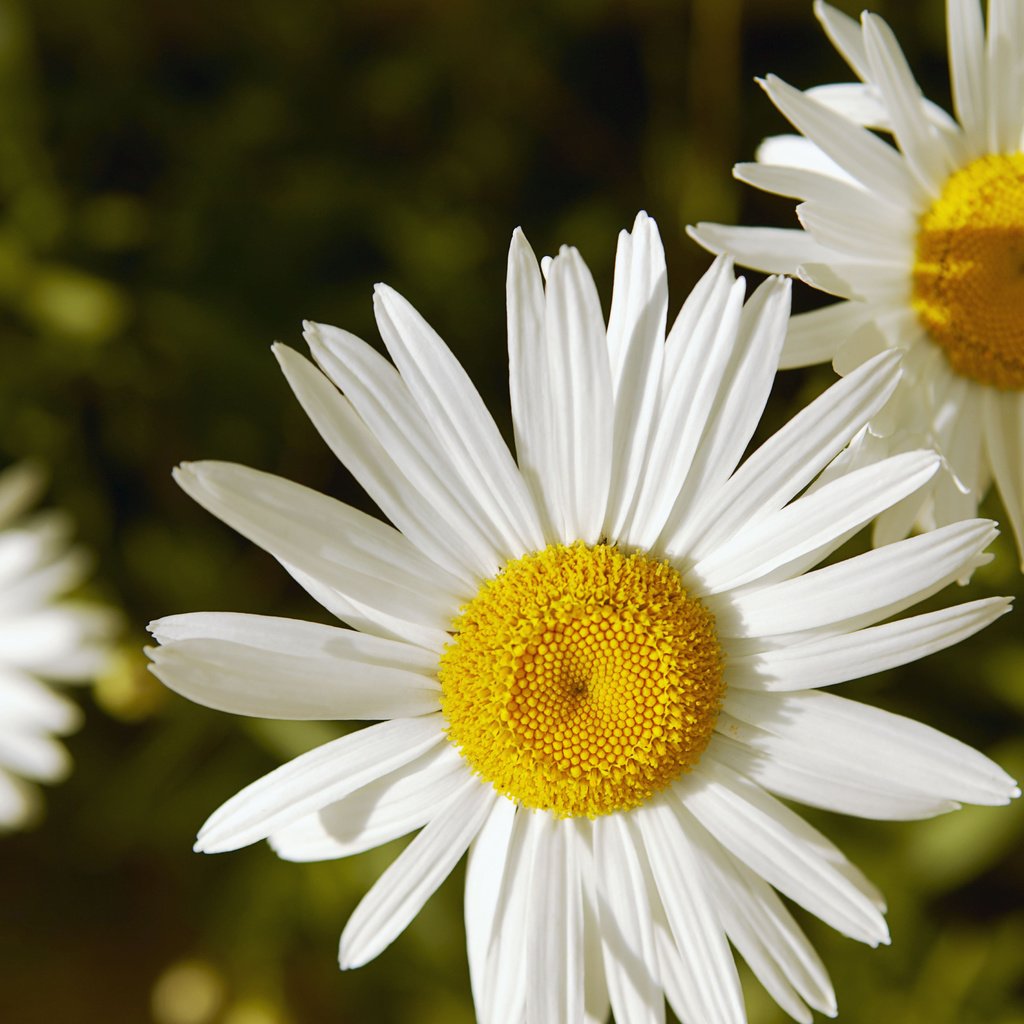 Обои цветы, природа, лепестки, ромашки, белые, flowers, nature, petals, chamomile, white разрешение 5411x3600 Загрузить