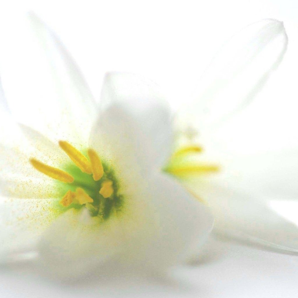 Обои цветы, белый фон, белые, лилии, flowers, white background, white, lily разрешение 1920x1080 Загрузить