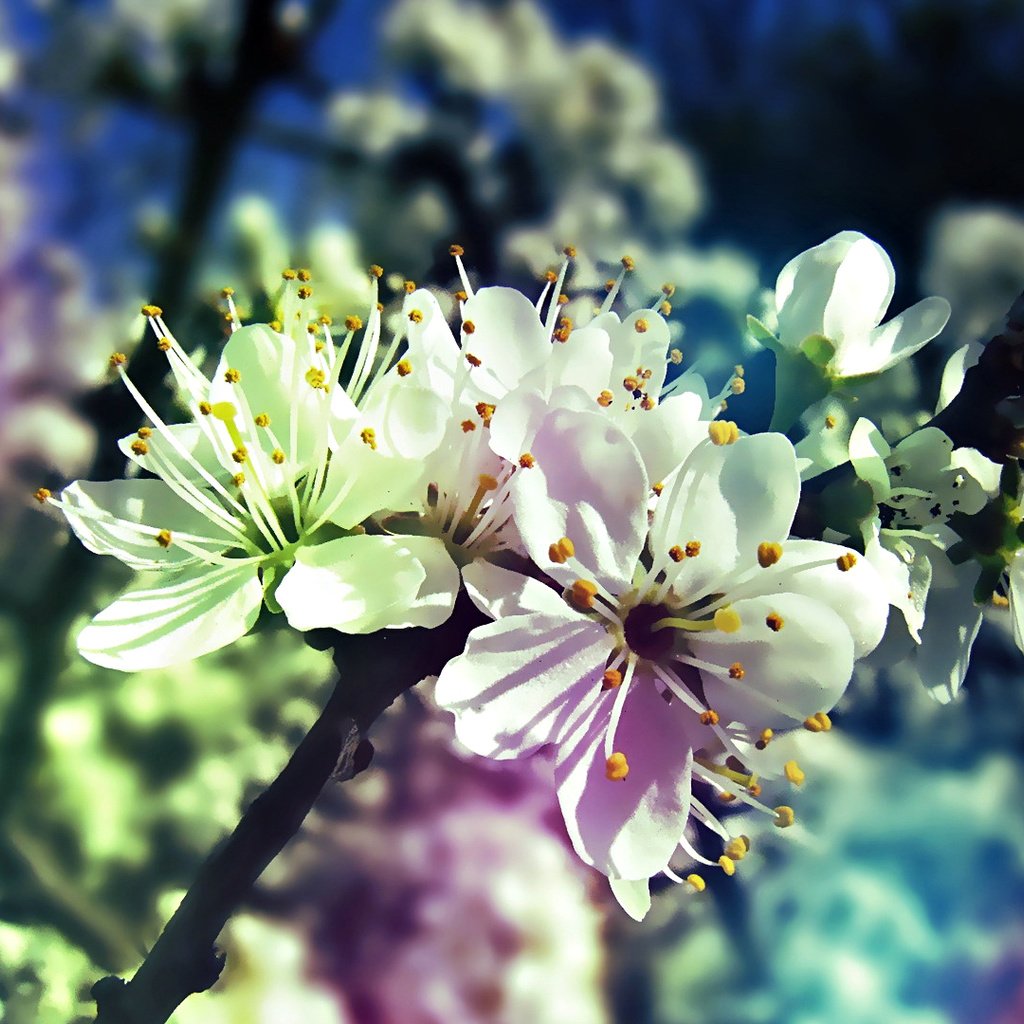 Обои дерево, цветение, ветки, весна, tree, flowering, branches, spring разрешение 1920x1080 Загрузить