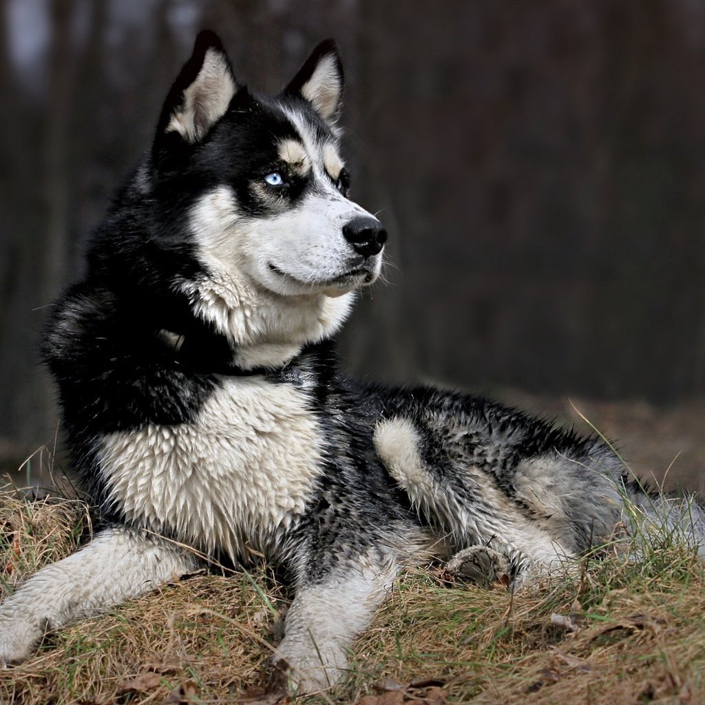 Обои морда, природа, взгляд, собака, хаски, черно-белый пес, face, nature, look, dog, husky, black and white dog разрешение 2560x1600 Загрузить