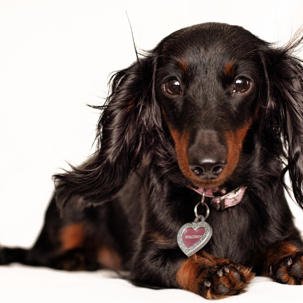 Обои взгляд, собака, белый фон, уши, ошейник, такса, look, dog, white background, ears, collar, dachshund разрешение 1920x1200 Загрузить