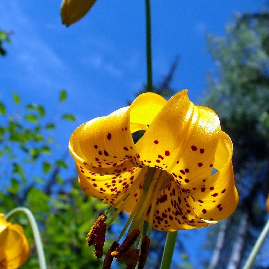 Обои небо, цветы, лепестки, тычинки, лилии, желтые, the sky, flowers, petals, stamens, lily, yellow разрешение 1920x1080 Загрузить