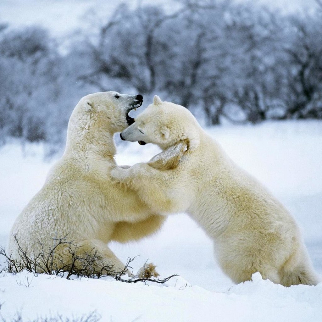 Обои снег, лес, зима, белые, медведи, белые медведи, snow, forest, winter, white, bears, polar bears разрешение 1920x1200 Загрузить