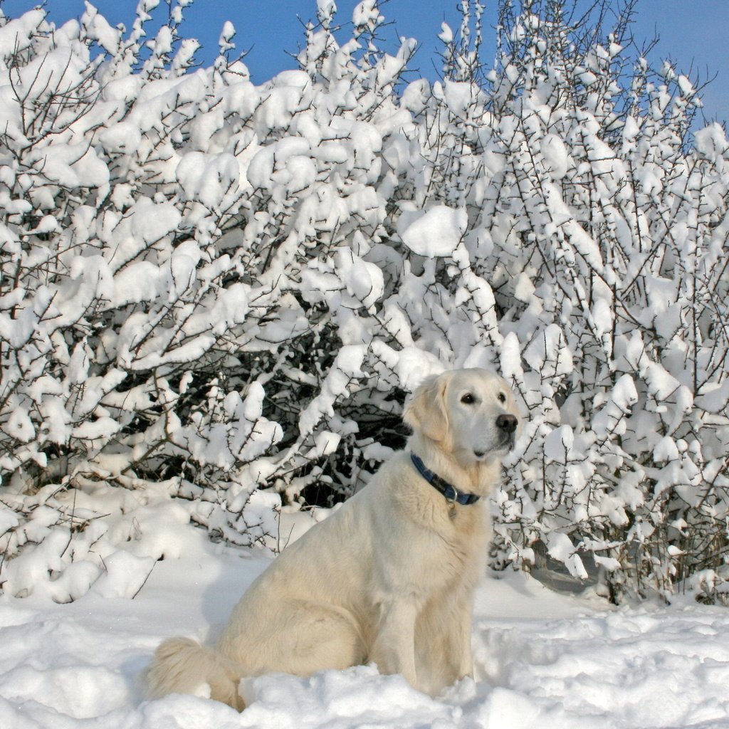 Обои снег, зима, собака, лабрадор, snow, winter, dog, labrador разрешение 2560x1600 Загрузить